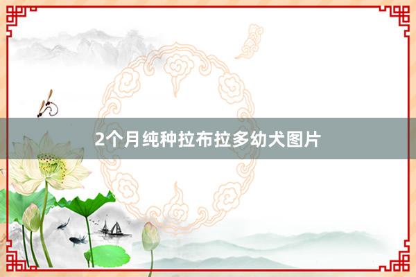2个月纯种拉布拉多幼犬图片